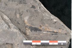 Foto (Detailansicht) von Asterocarpus meriani Br. (NHMW-GEO-2024-0188-10498)